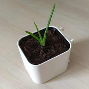 ikea skadis planter pot